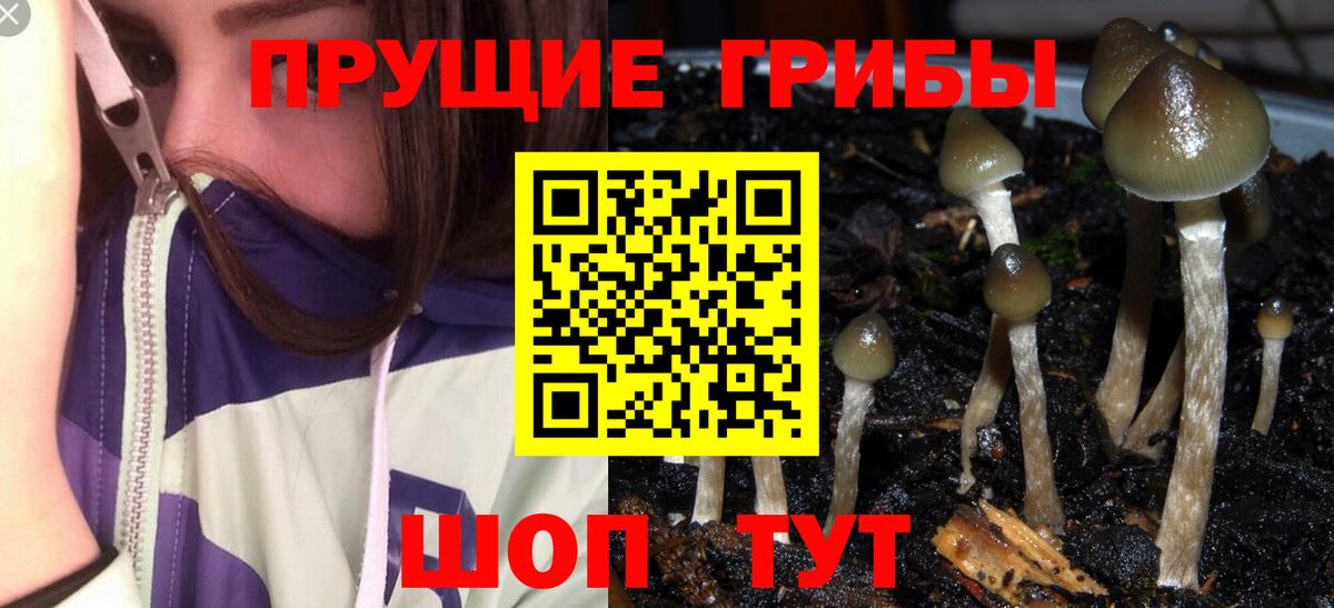 Псилоцибиновые грибы мицелий Трёхгорный